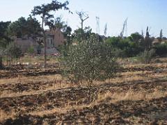 VOYAGE a ORAN du 30-06 au 6-06 2008 (384)